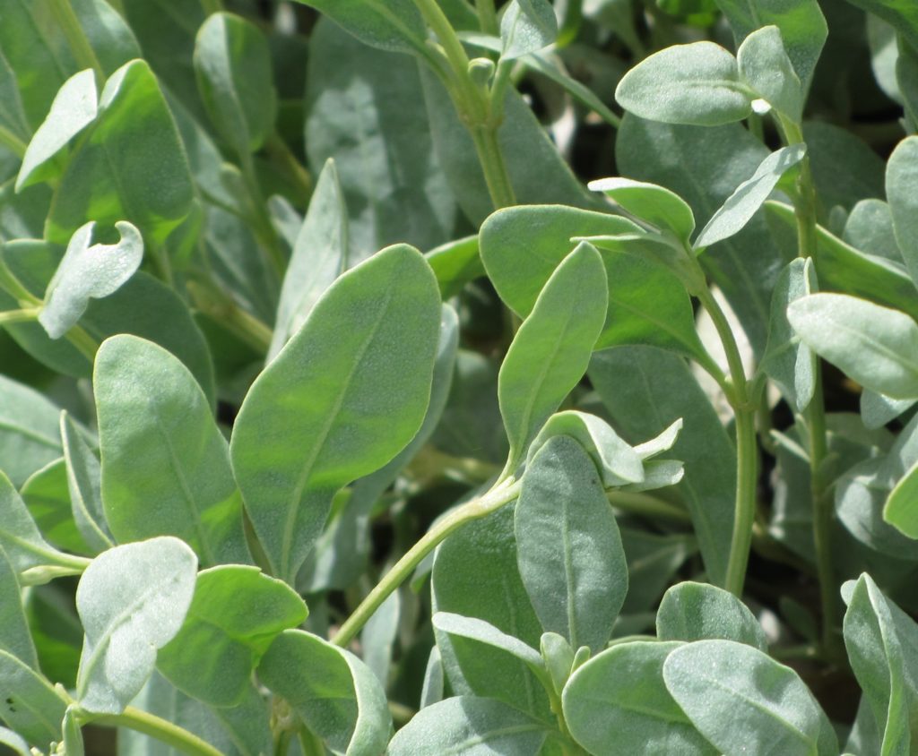 oreilles de cochon ou aster maritime