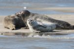phoque veau marin baie de somme
